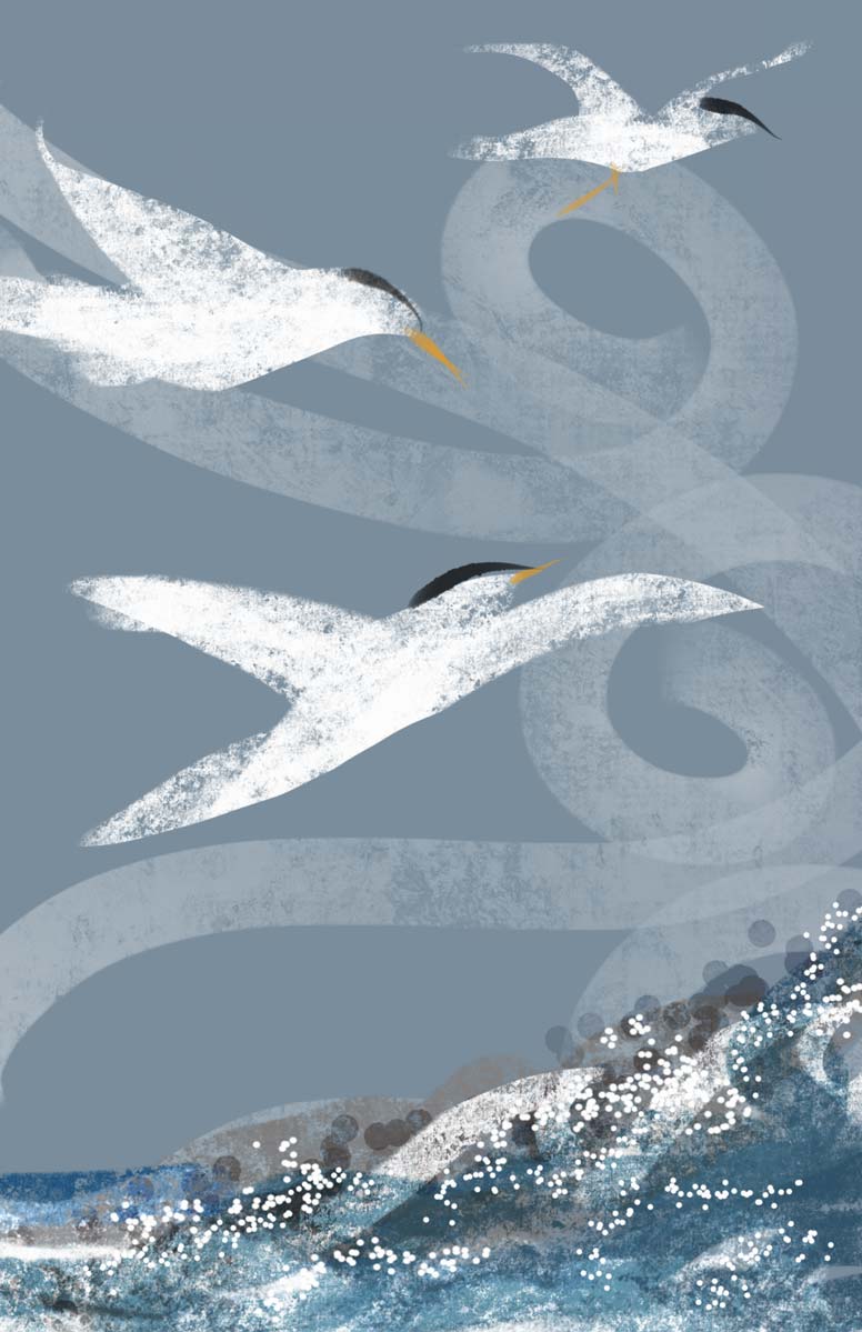 Caspian Terns