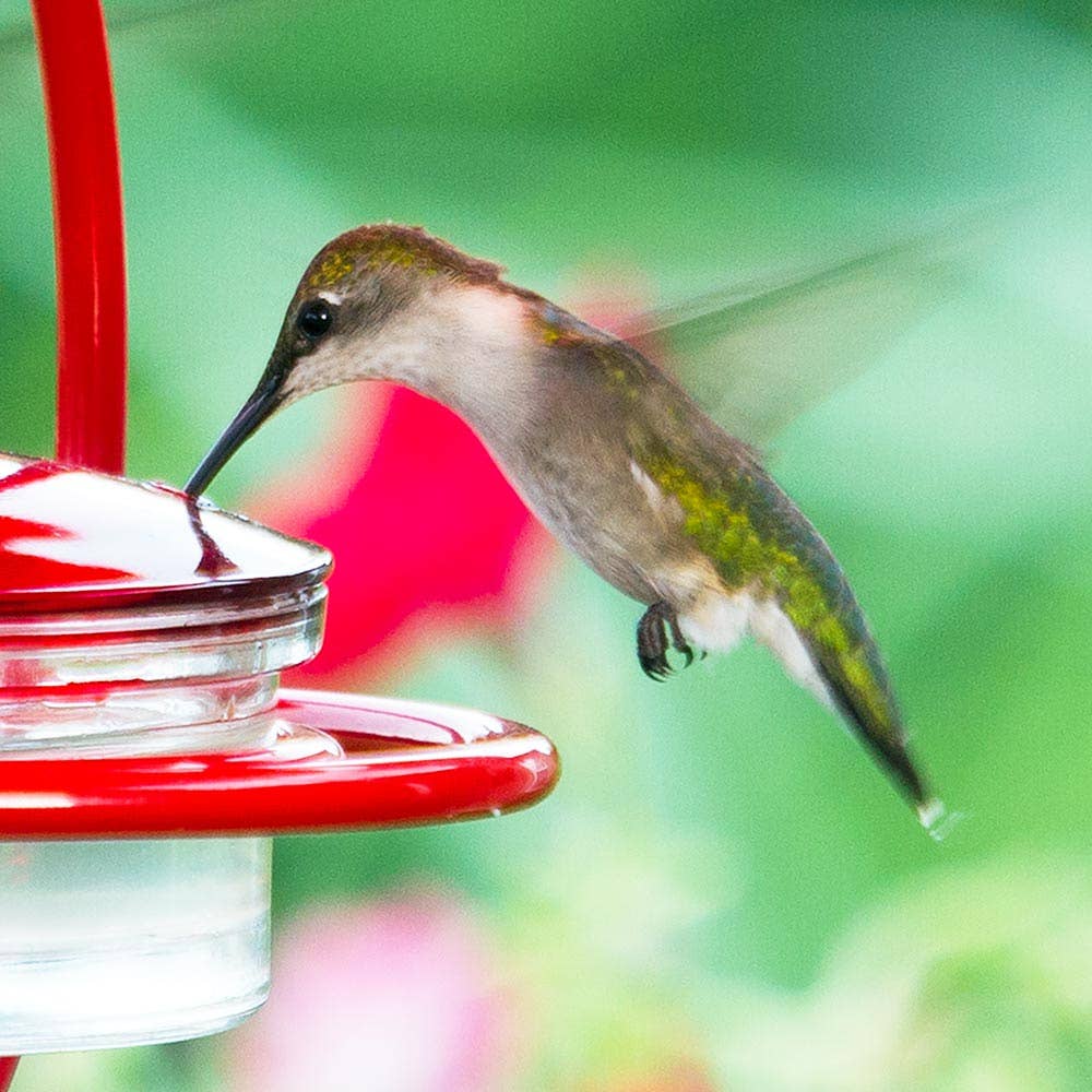 Mosaic Birds Hummble Bold Hummingbird Feeder Red