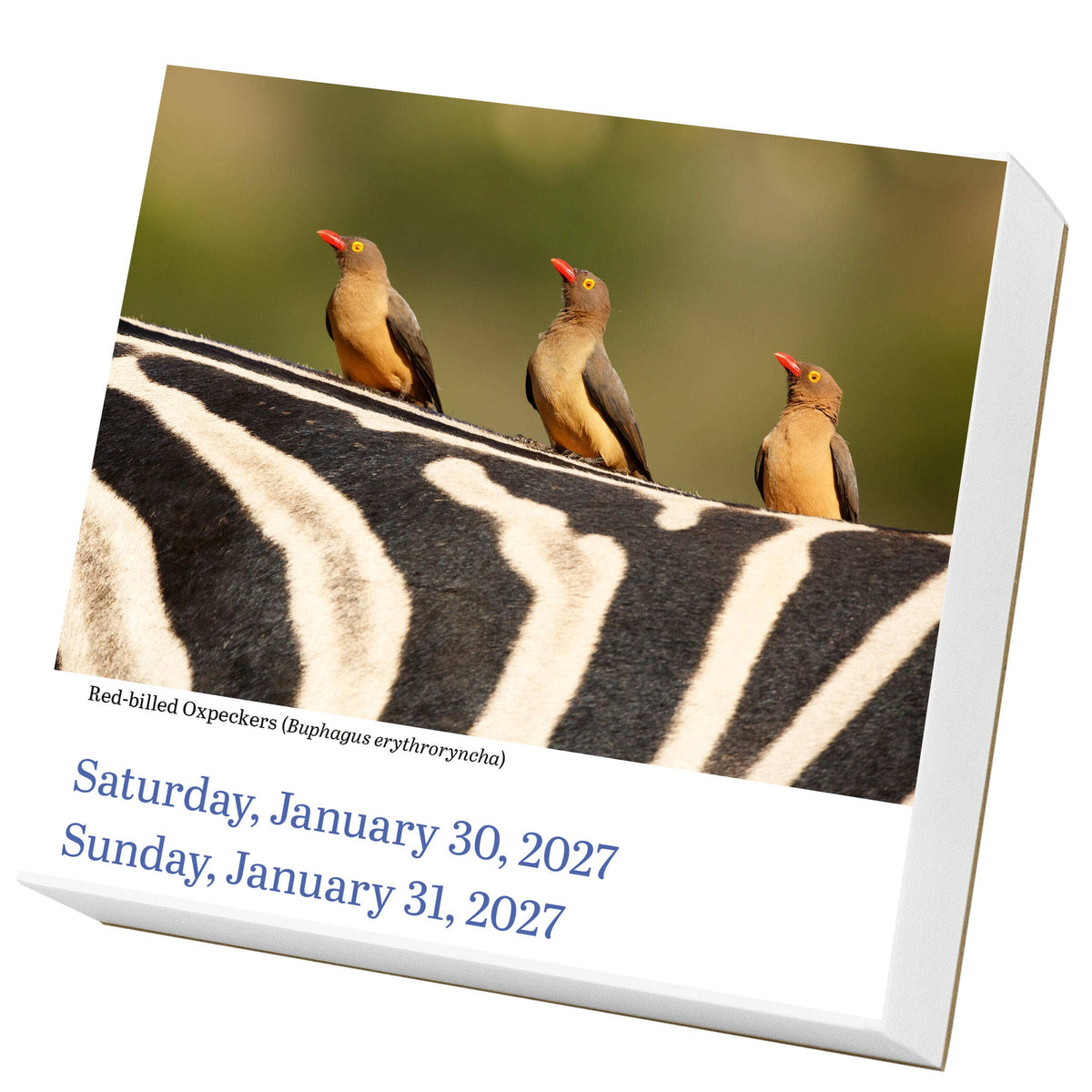 Audubon Birds Page-A-Day® Calendar 2027
