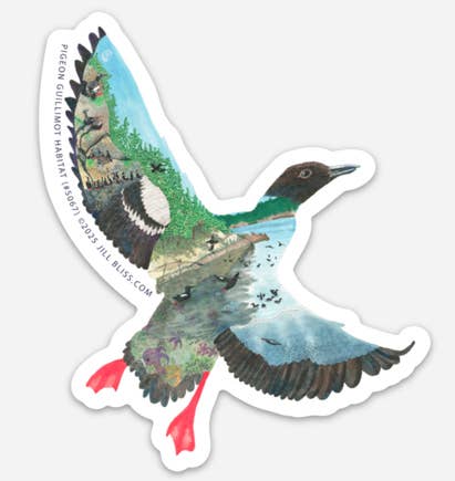 Pigeon Guillimot at Matia Island Habitat Sticker