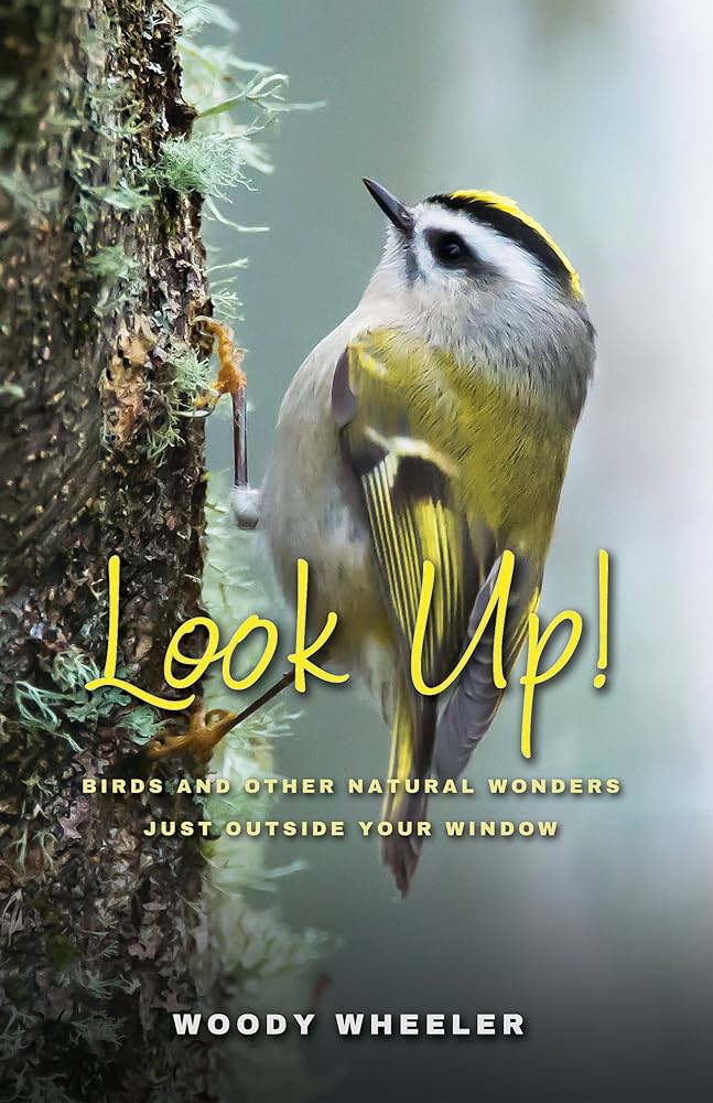 Look Up! Birds and Other Natural Wonders Just Outside Your Window