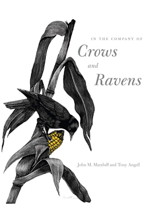IN THE COMPANY OF CROWS AND RAVENS