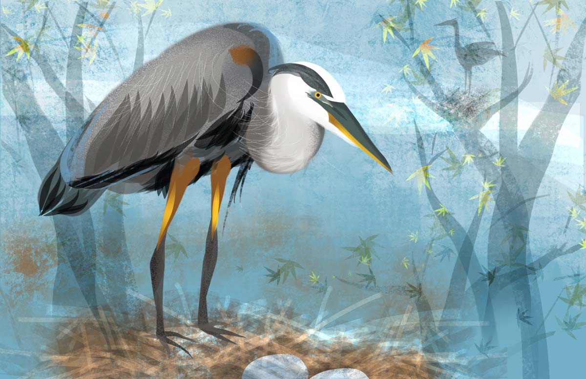 Heron Rookery
