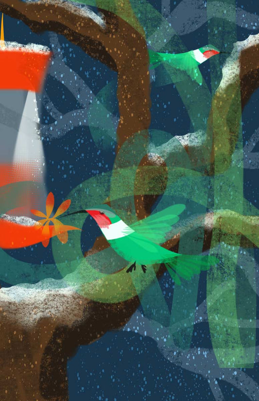 Hummingbirds in Winter