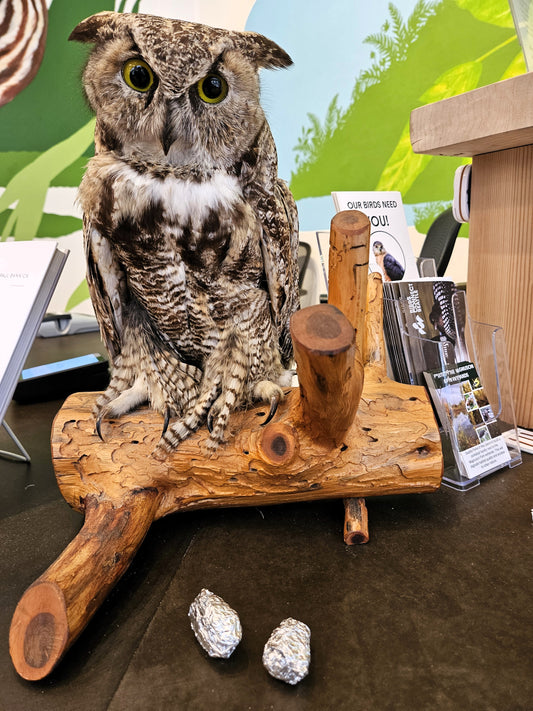 LARGE OWL PELLET