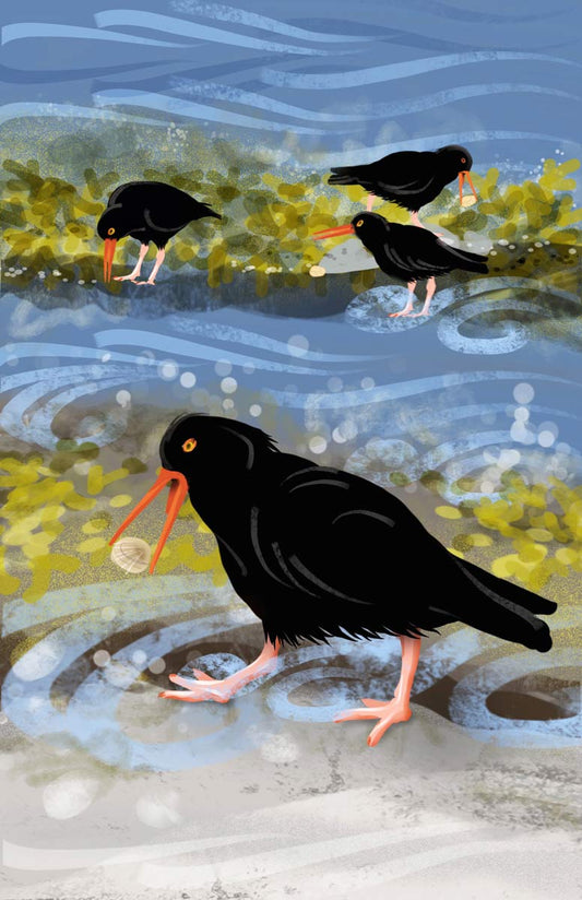 Oystercatchers Find Food