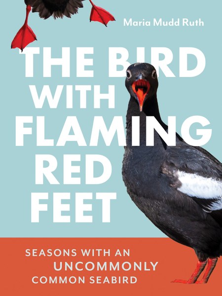 The Bird with Flaming Red Feet: Seasons with an Uncommonly Common Seabird