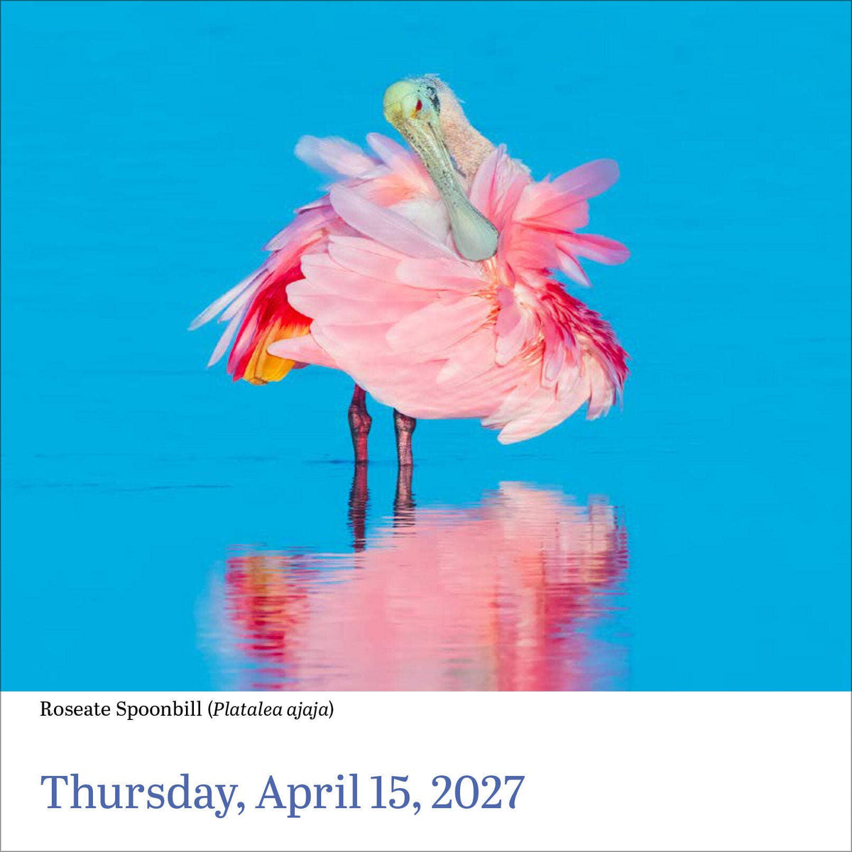 Audubon Birds Page-A-Day® Calendar 2027