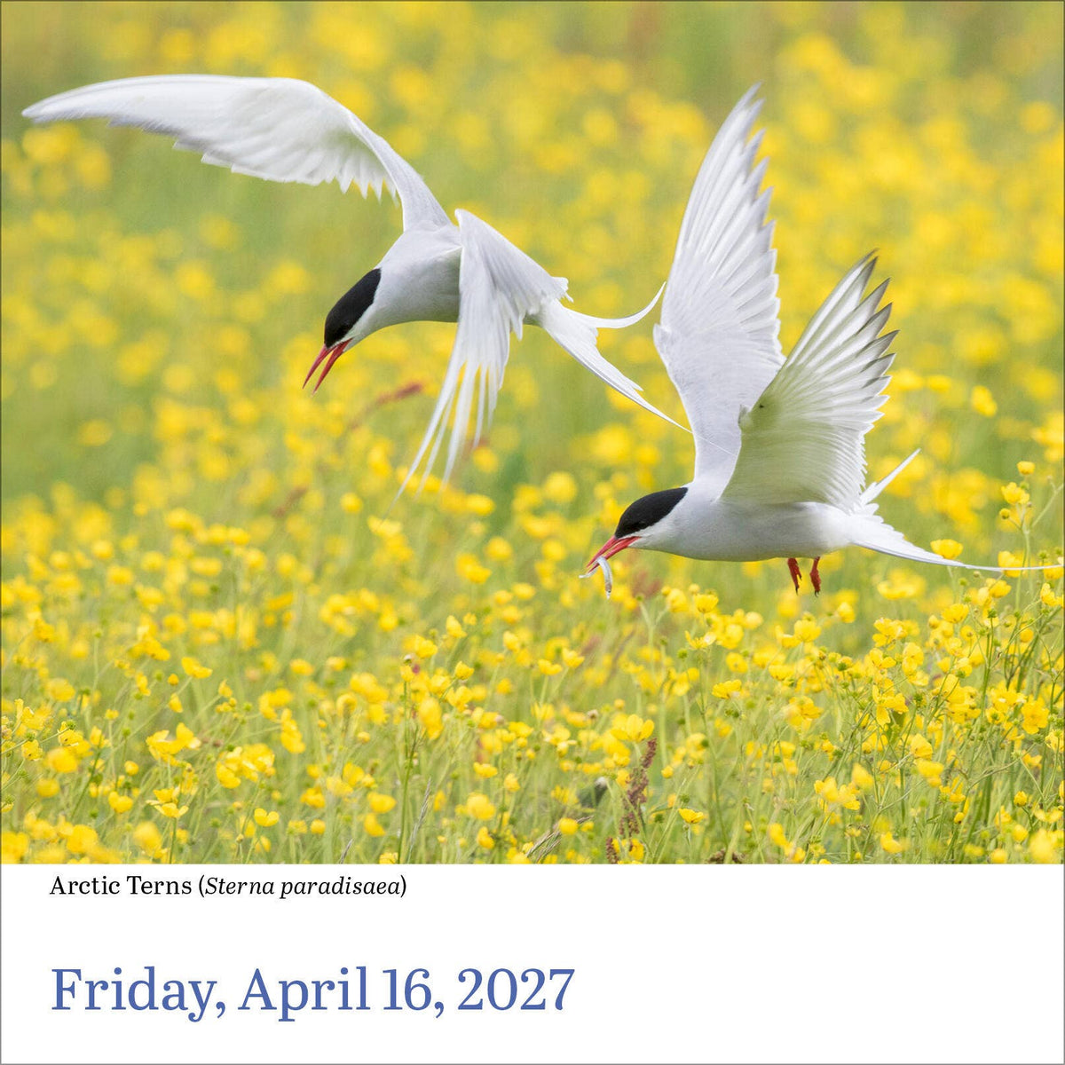 Audubon Birds Page-A-Day® Calendar 2027